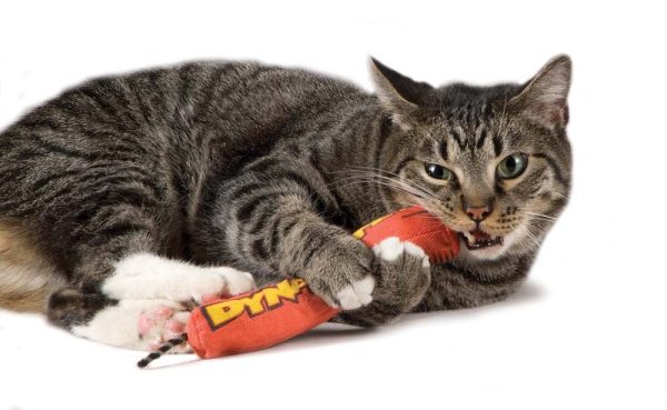 Petstages Green Magic Dynamite Catnip Toy Red 1ea One Size Online Sale